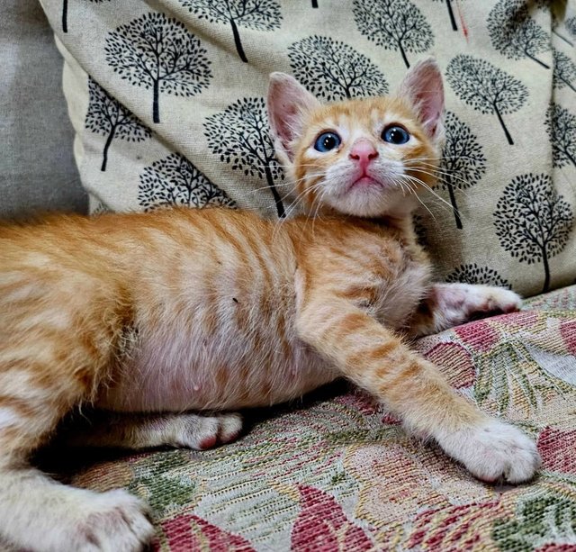 Ginger - Domestic Short Hair Cat