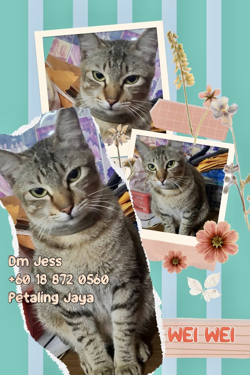 Wei Wei (Neutered) - Domestic Short Hair Cat