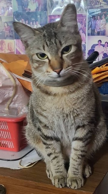 Wei Wei (Neutered) - Domestic Short Hair Cat