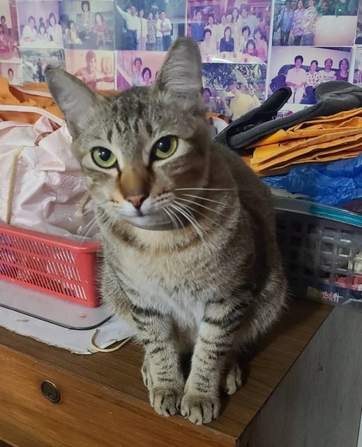 Wei Wei (Neutered) - Domestic Short Hair Cat