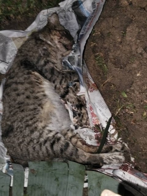 Wei Wei (Neutered) - Domestic Short Hair Cat