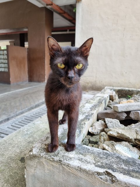 Emma - Domestic Short Hair Cat