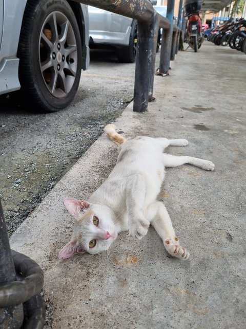 Mews - Calico Cat