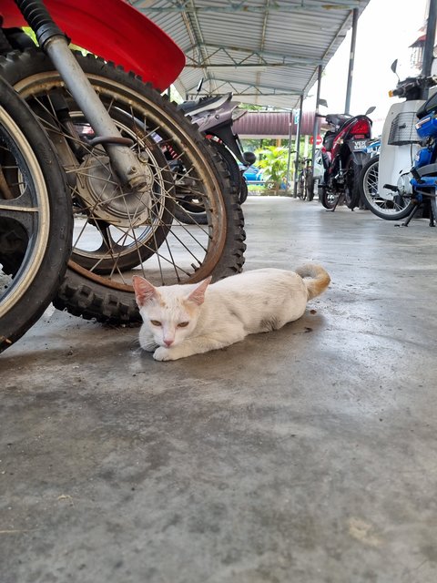 Mews - Calico Cat