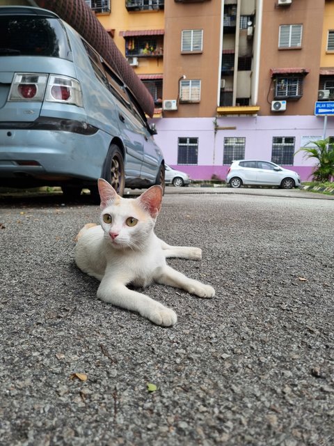 Mews - Calico Cat