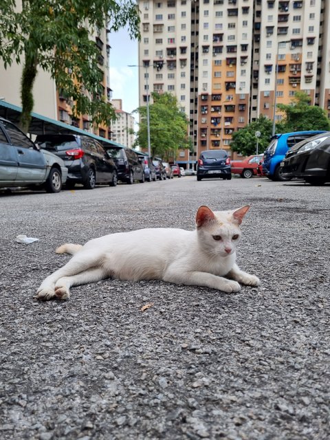 Mews - Calico Cat