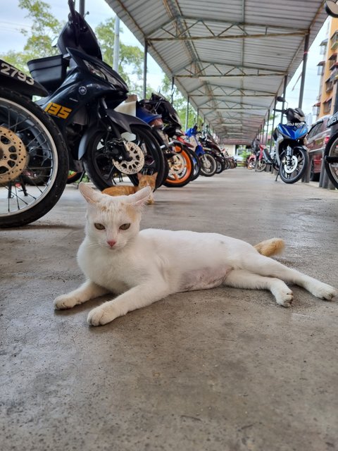 Mews - Calico Cat