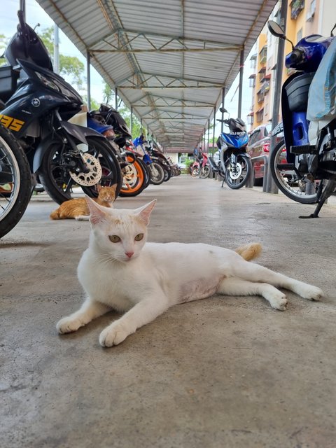 Mews - Calico Cat