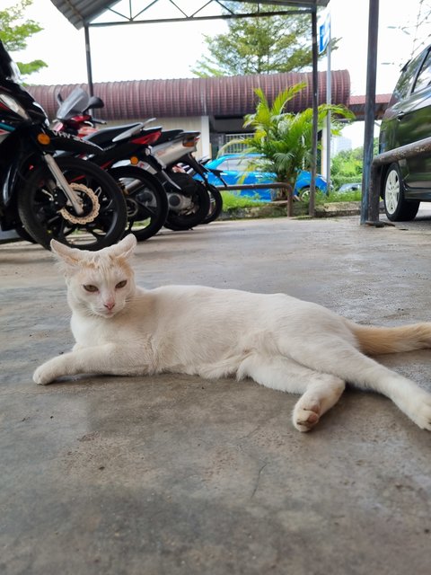Mews - Domestic Short Hair Cat