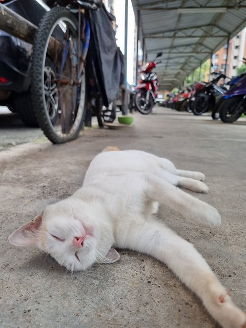 Mews - Domestic Short Hair Cat