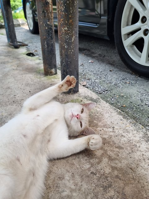 Mews - Domestic Short Hair Cat