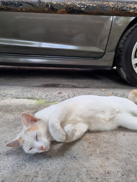 Mews - Domestic Short Hair Cat