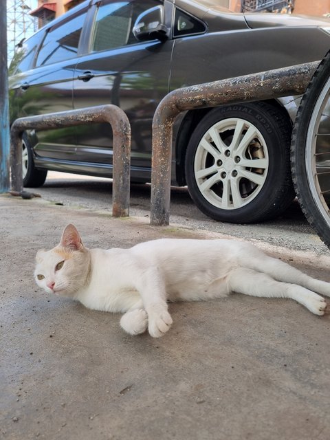 Mews - Domestic Short Hair Cat