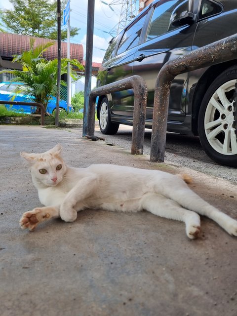 Mews - Domestic Short Hair Cat