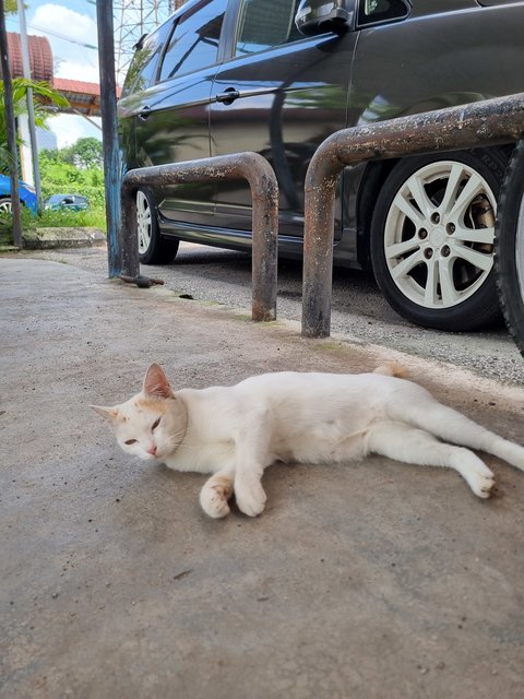 Mews - Domestic Short Hair Cat