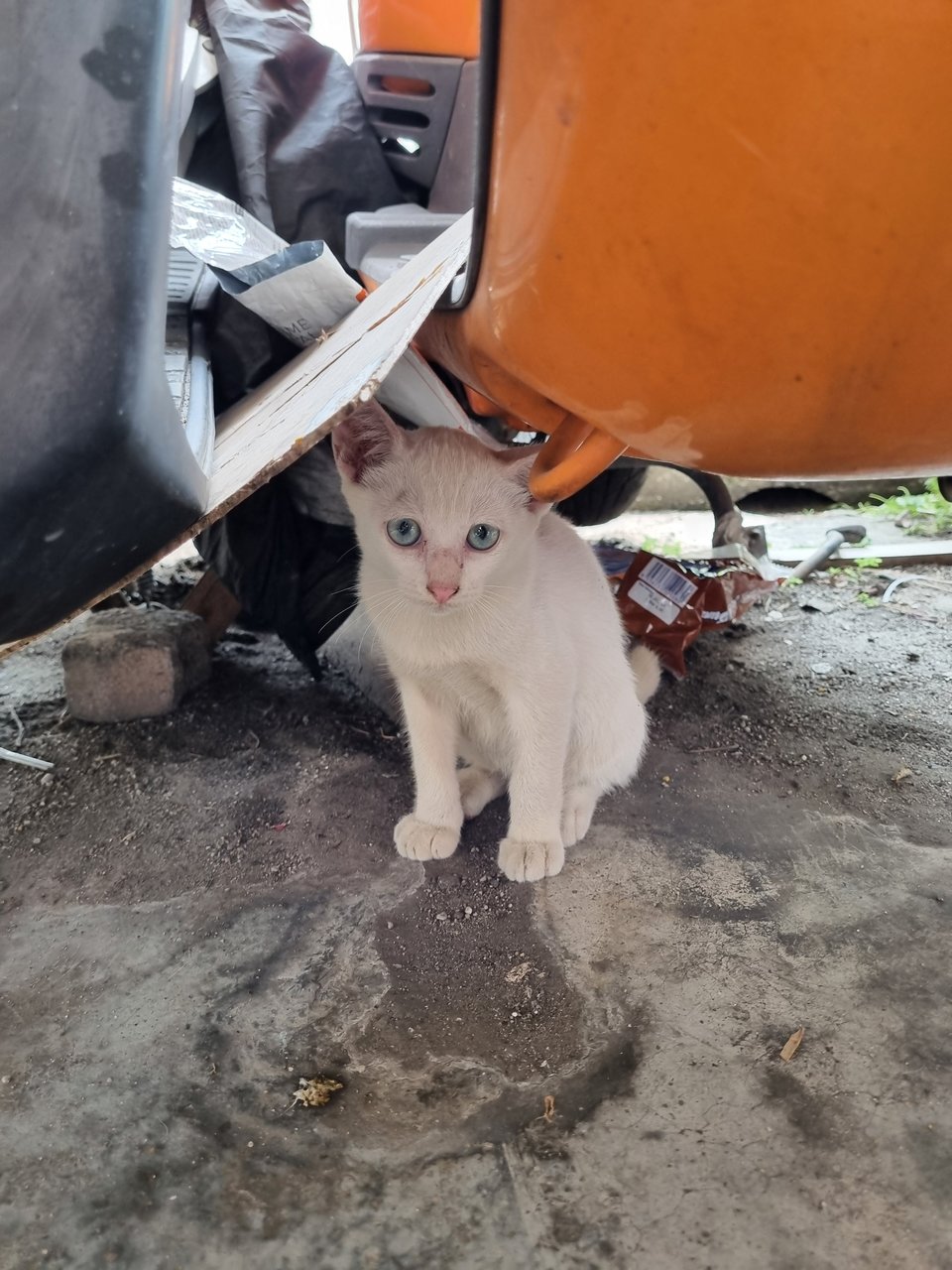 Kars - Domestic Short Hair Cat