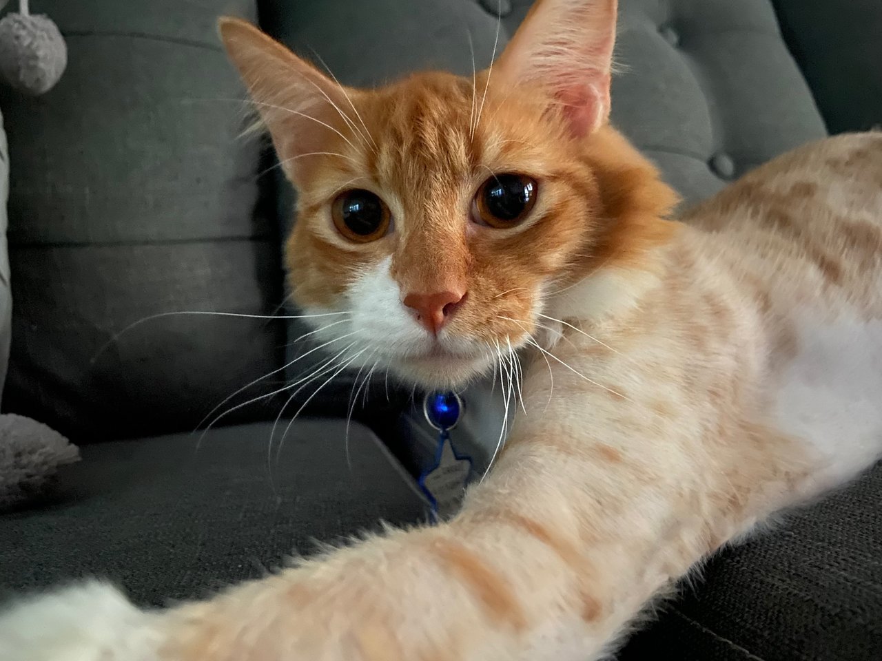 Carrot - Domestic Medium Hair Cat