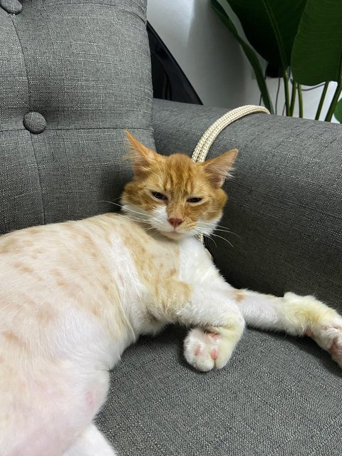 Carrot - Domestic Medium Hair Cat