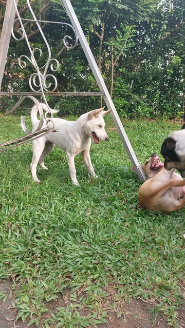 Luna (white, female) and Solar (brown, female)