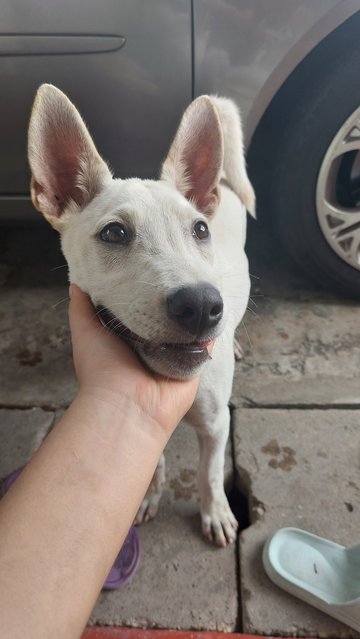 Luna (white, female) 