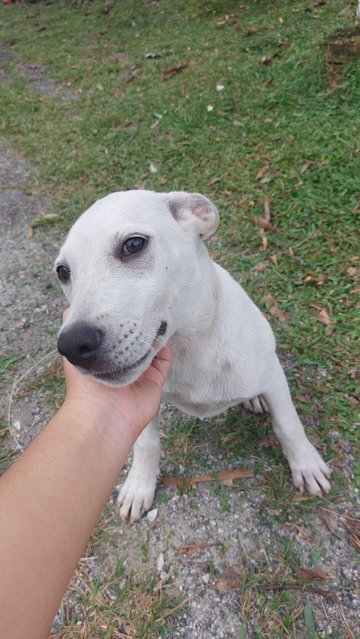 Luna (white, female) 