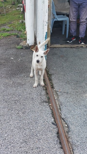 Luna (white, female) making friends with workers at a car workshop