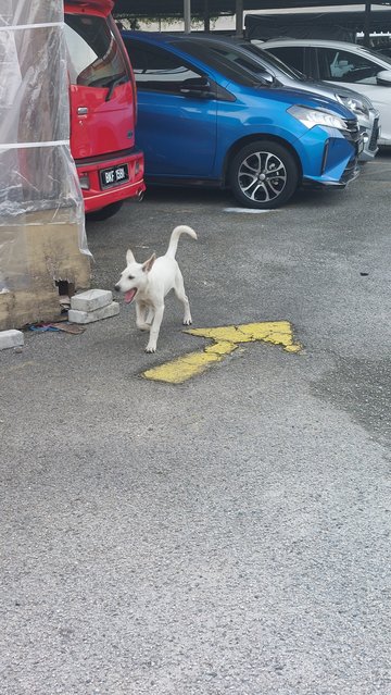 Luna (white, female) making friends with workers at a car workshop