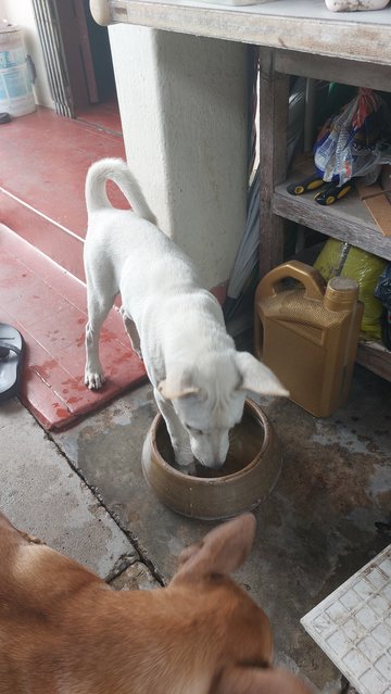 Luna (white, female)