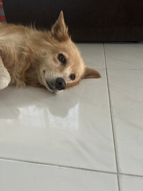 Girl Girl  - Golden Retriever Dog