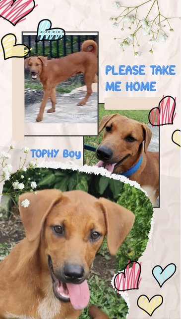 Tophy - Mixed Breed Dog