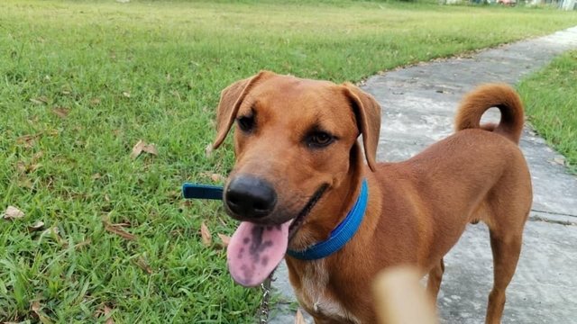 Tophy - Mixed Breed Dog