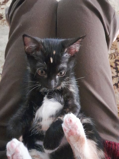 Blossom And Buttercup  - Domestic Short Hair Cat