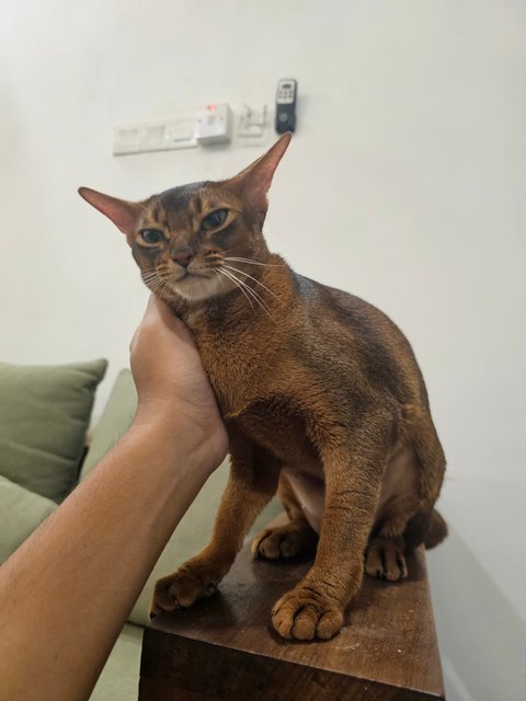 Chloe - Abyssinian Cat