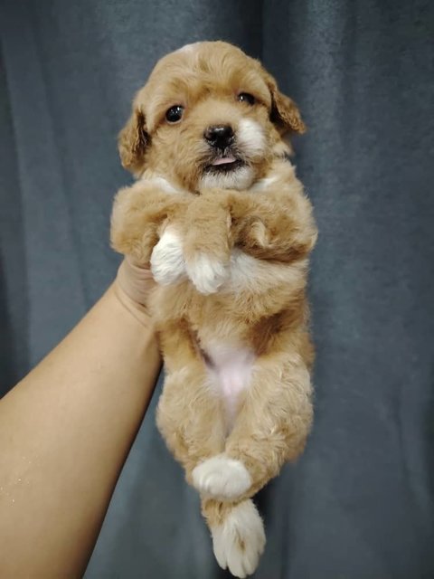 Toy Poodle - Poodle Dog