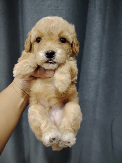 Toy Poodle - Poodle Dog