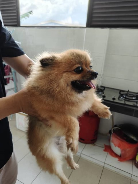 Pomeranian - Pomeranian Dog