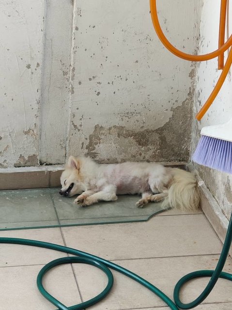 Pomeranian - Pomeranian Dog