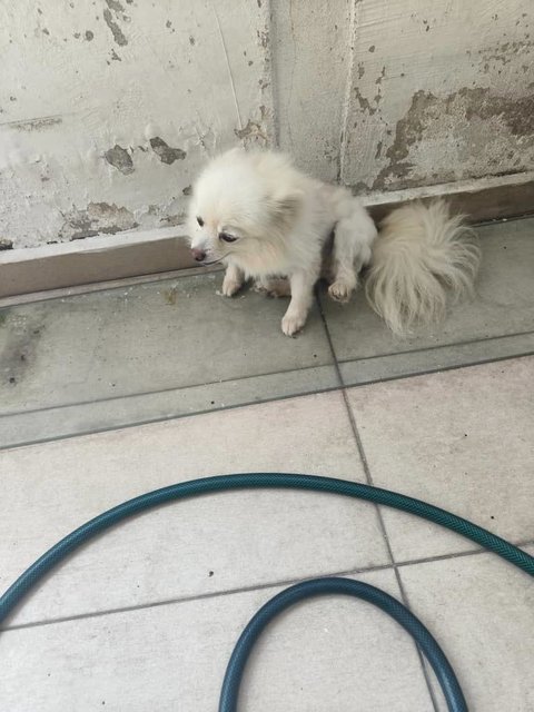 Pomeranian - Pomeranian Dog