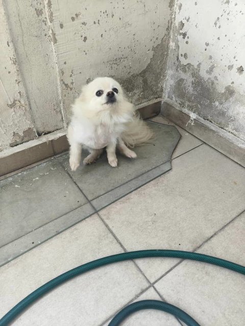 Pomeranian - Pomeranian Dog