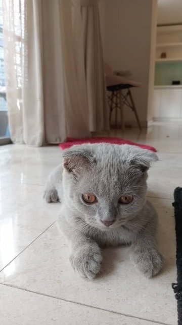 Leo - Scottish Fold Cat