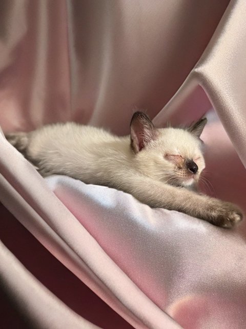 Snow  - Turkish Van Cat