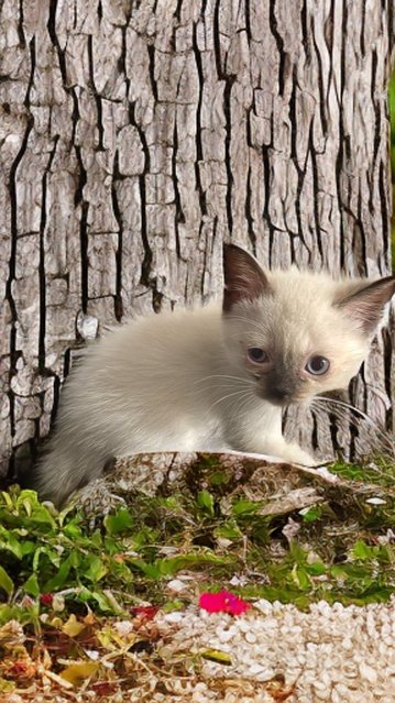 Snow  - Turkish Van Cat