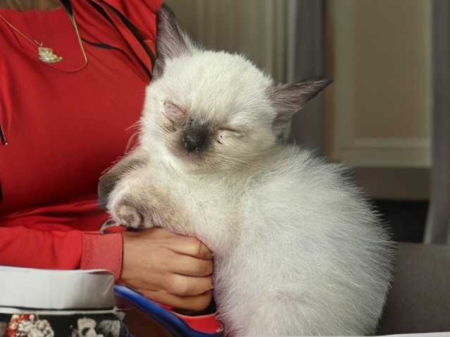 Snow  - Turkish Van Cat