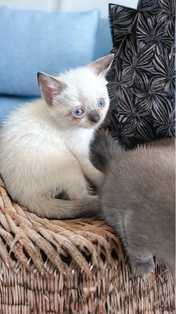 Snow  - Turkish Van Cat