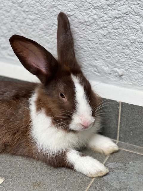 Kaori And Eco - Mini Rex Rabbit