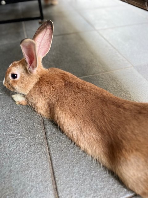 Kaori And Eco - Mini Rex Rabbit