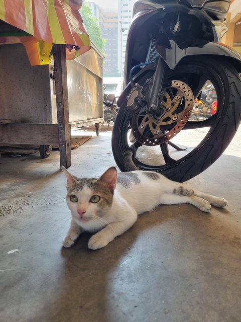 Coby - Domestic Short Hair Cat