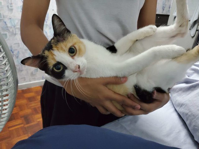 💕old Mau💕 - Calico Cat