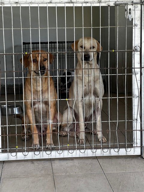 Alan (left, brown) and Leslie (right, white) resting after their neutering