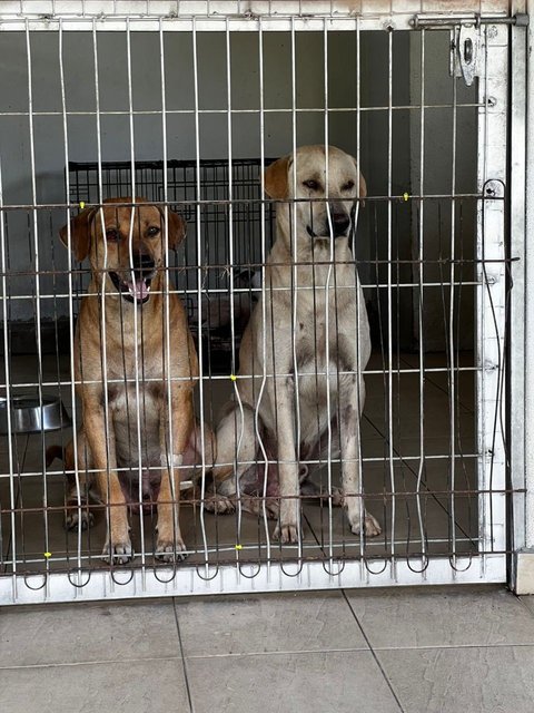 Alan (left, brown) and Leslie (right, white) resting after their neutering